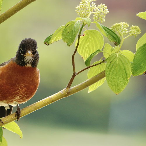 American Robin