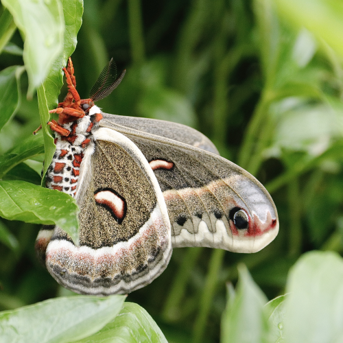 Cecropia Moth