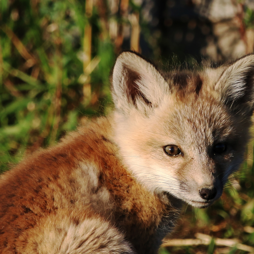 Foxy eyes