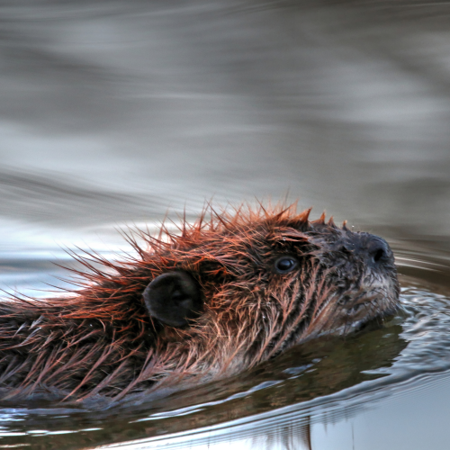 Beaver