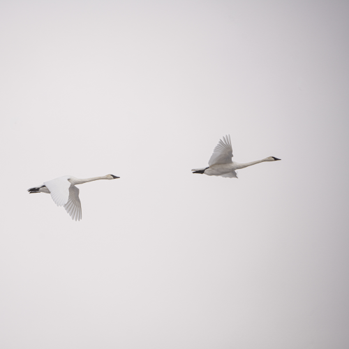 Swans