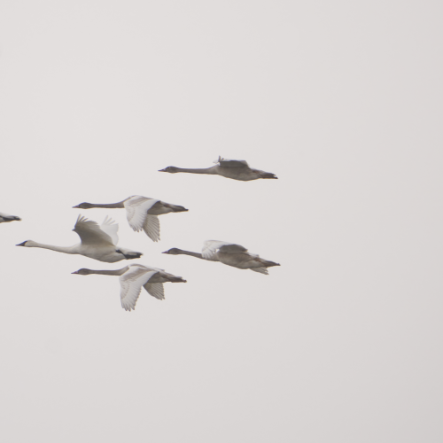 Swans