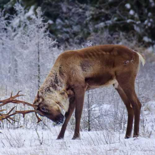 Caribou sparring