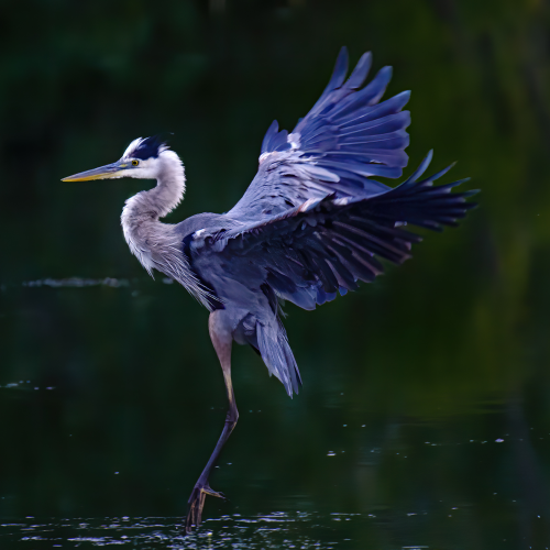Coming in for a landing