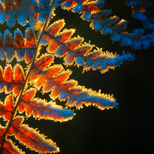 Ferns Bitten By Morning Frost