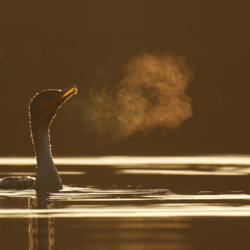 A Cormorant's Breath