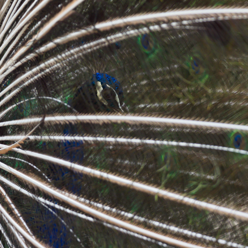 Peacock From Behind