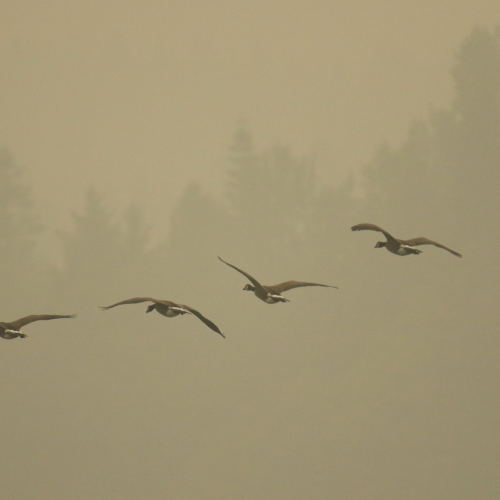 Smoky Geese