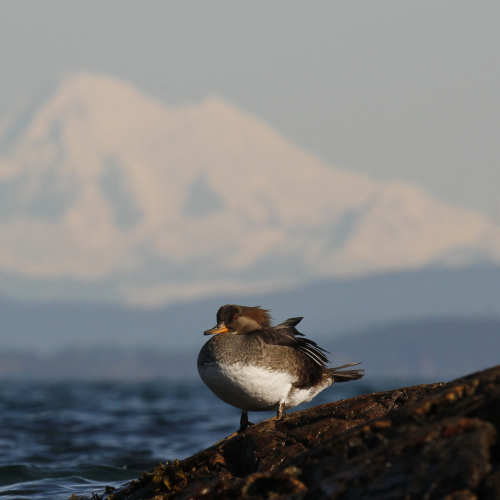 Mountain Merganser
