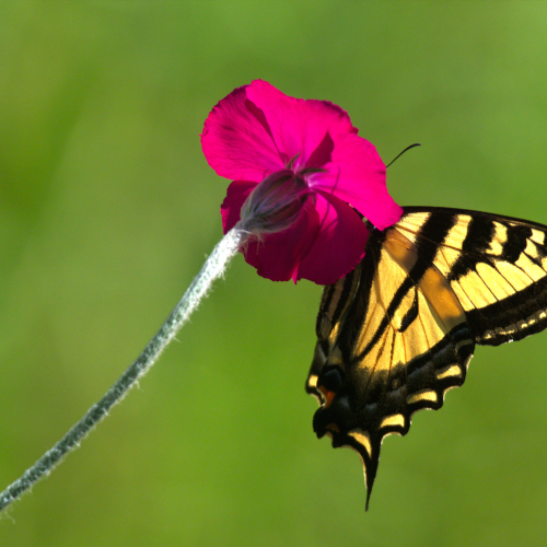 Butterflower