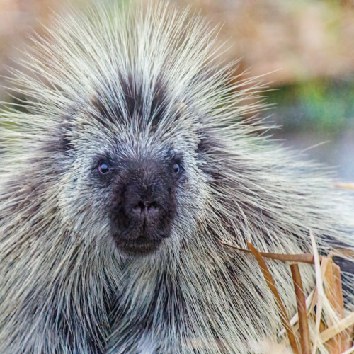 Bad hair day