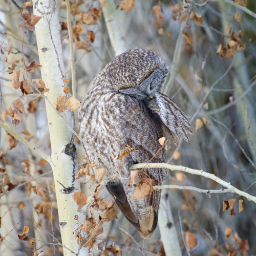 Preening Great Gray Owl