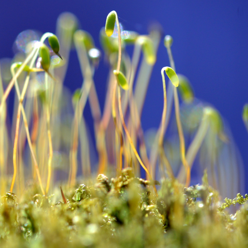 Sprouting