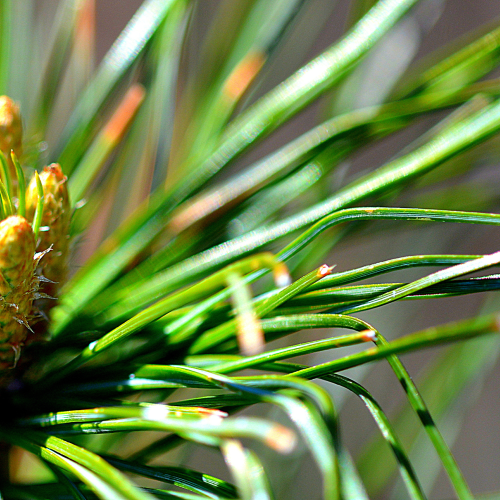 Pinecones