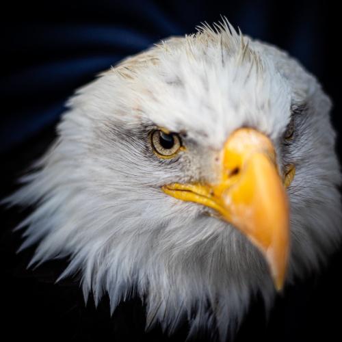 Oliver The Eagle