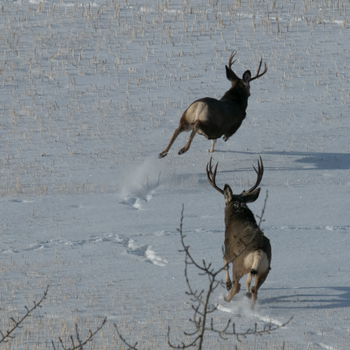 Moose on the loose