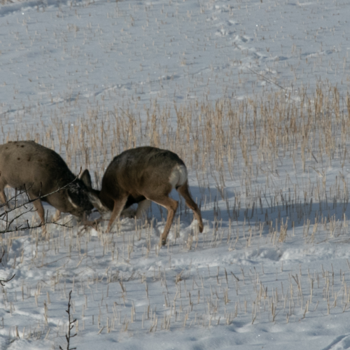 Moose on the loose