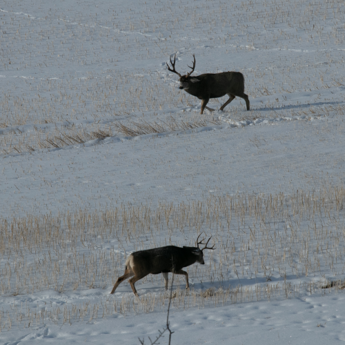 Moose on the loose