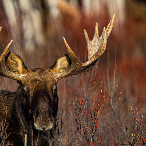 Bullwinkle