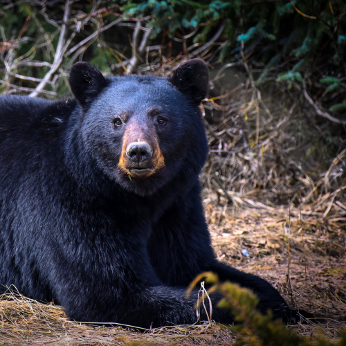 Black Bear