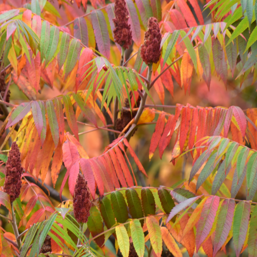 Autumn Sumac