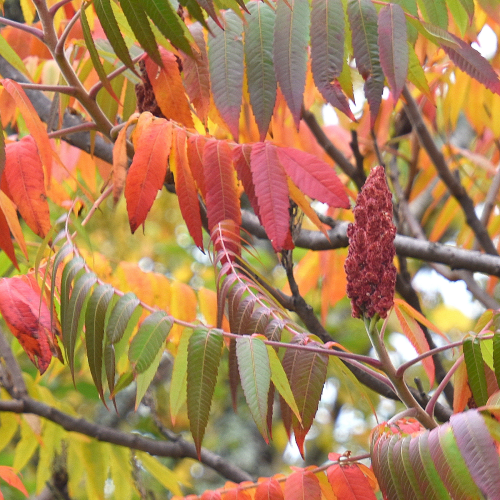 Autumn Sumac