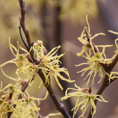 Witch Hazel