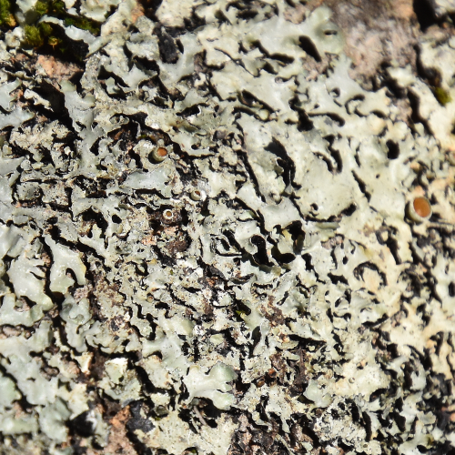Lichen