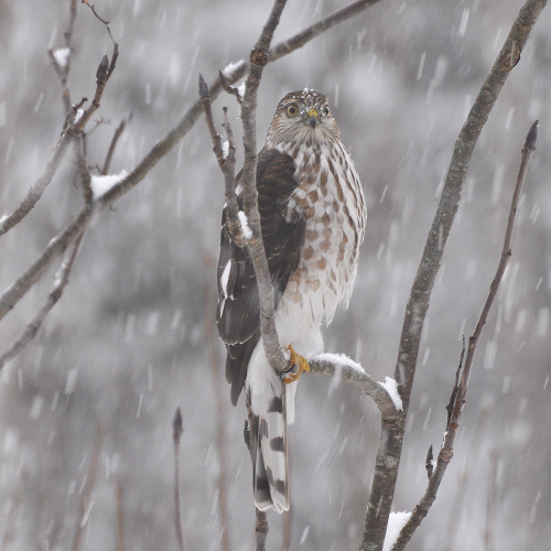 Sharp Shinned Hawk
