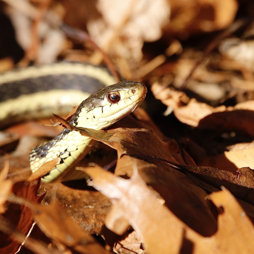 Garter Snake In The Leaves