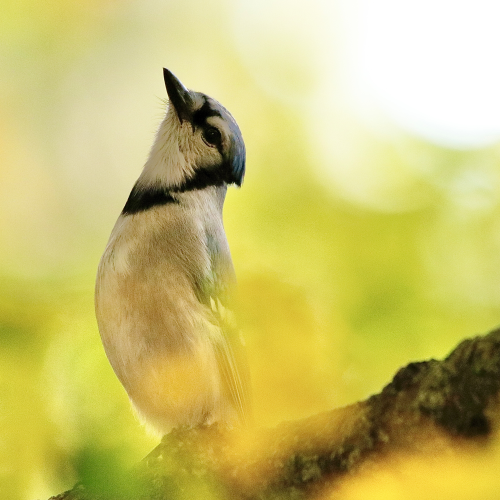 Blue Jay