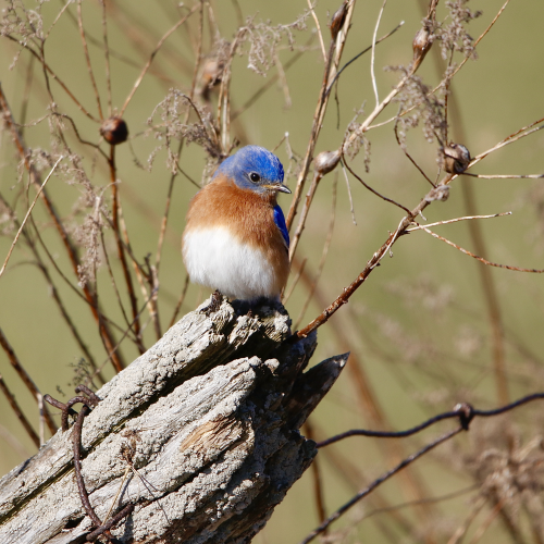 Eastern Bluebird