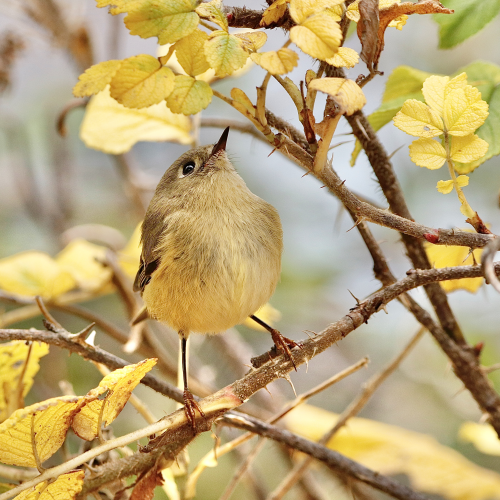 Ruby-crowned Kinglet