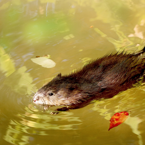 Muskrat
