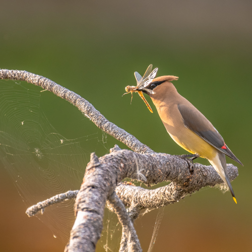 Waxwing,Web and Dragonfly