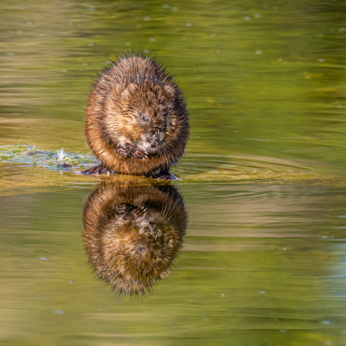 Mirror Mirror
