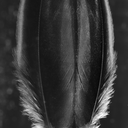 Feather bud