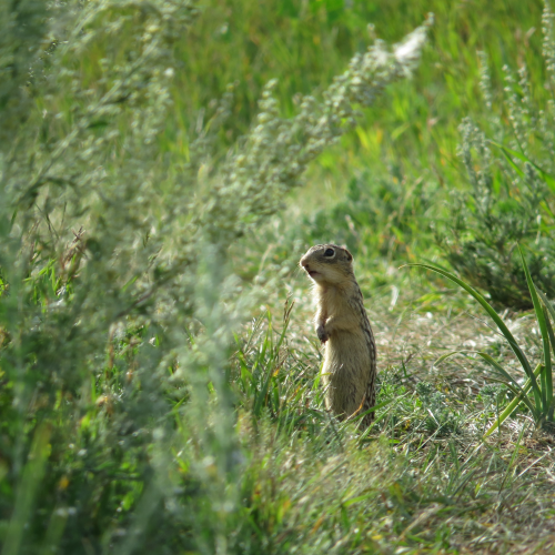 Curious Squirrel