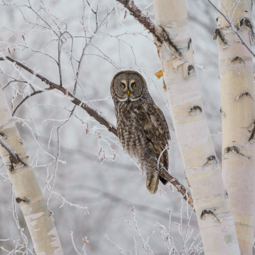 Great Grey Owl on Birch Tree