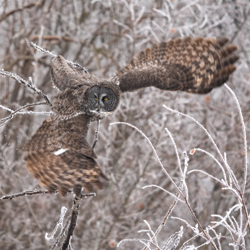 Great Grey Owl Takeoff