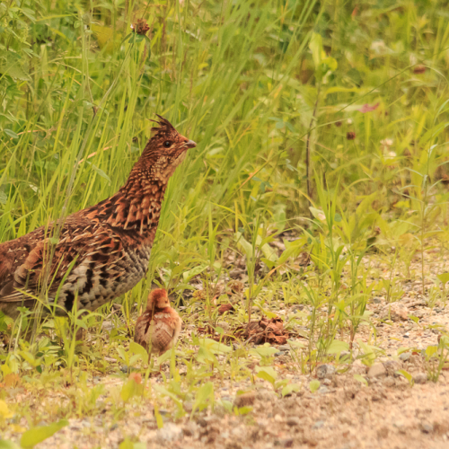 Out  With the Chicks