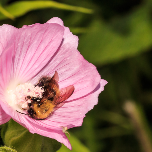 Rollin In The Pollen