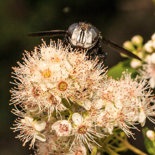 Attack of the Beetles