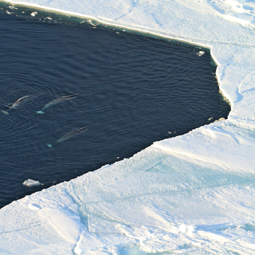 fishing at floe edge