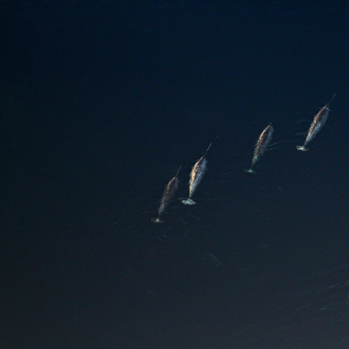 A school of Narwhals
