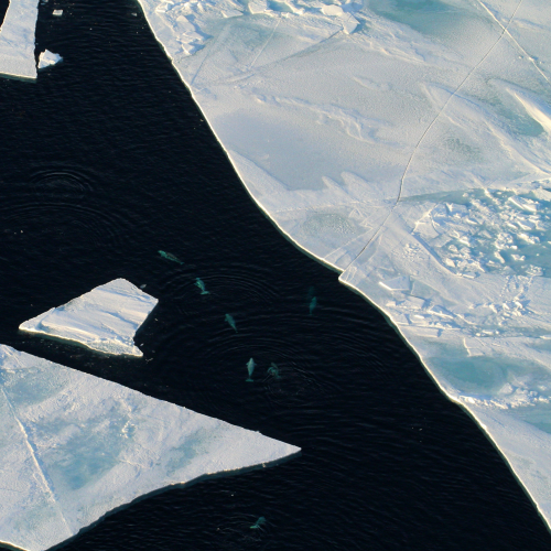 Belugas at floe edge