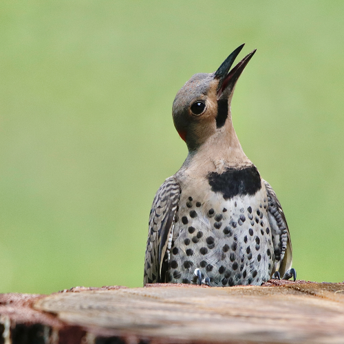 Northern Flicker