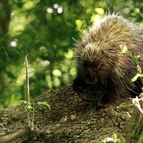 Porcupine