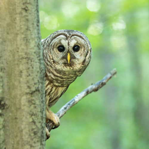 Barred Owl Peeking Behind a Maple