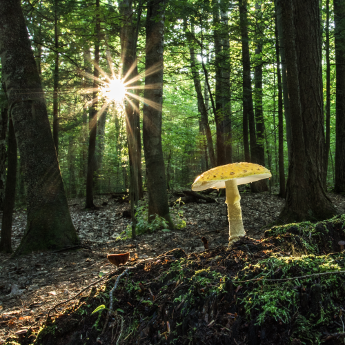 Amanita at Sunset